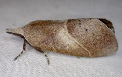 Opsirhina albigutta