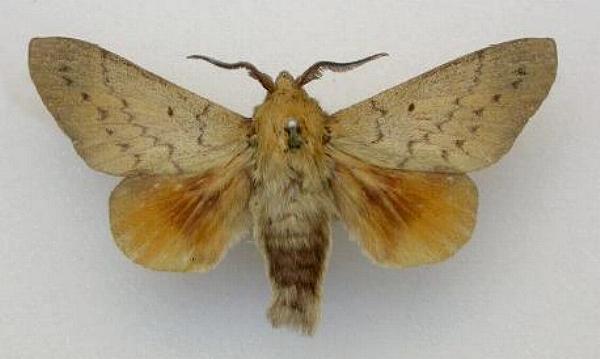 Entometa apicalis
