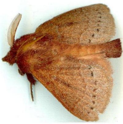 Pararguda australasiae