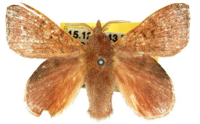 Pararguda australasiae