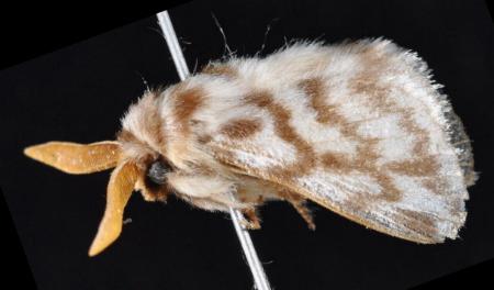 Pernattia chlorophragma