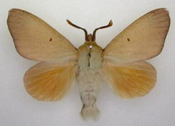 Entometa chlorosacca