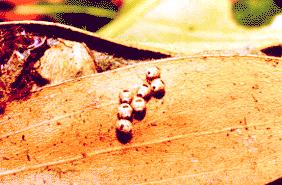 Porela cinerea