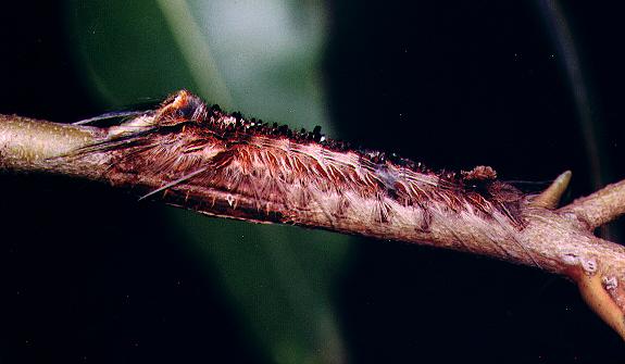 Porela cinerea