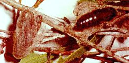 Porela cinerea
