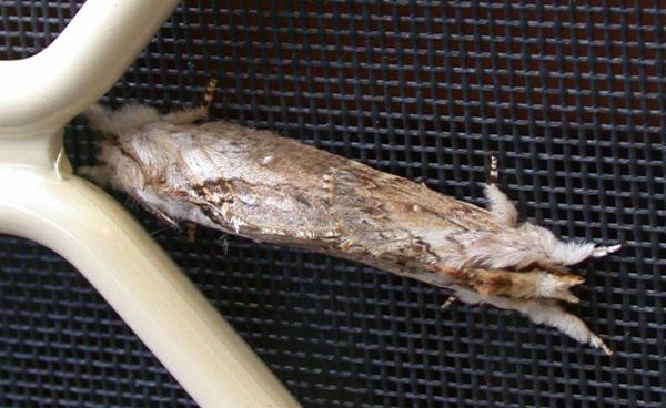 Porela cinerea