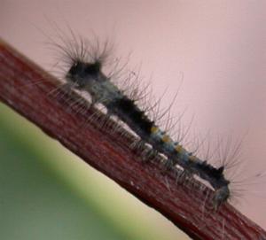 Porela cinerea
