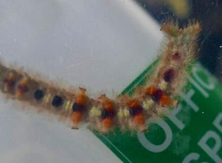 Pararguda crenulata