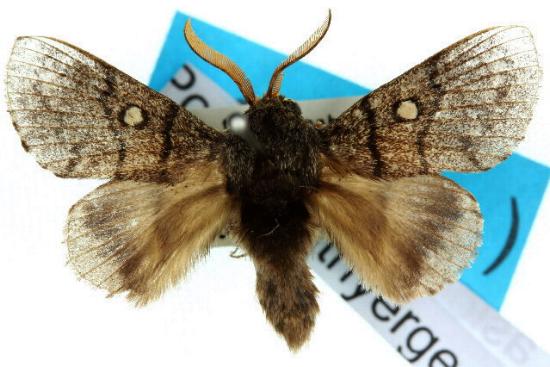 Porela euthyerges