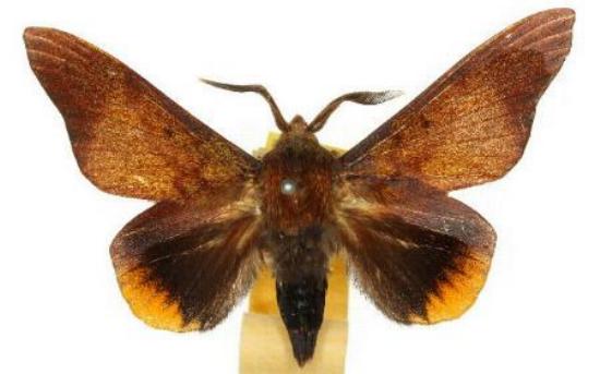 Entometa guerinii