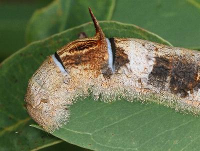 Entometa guttularis