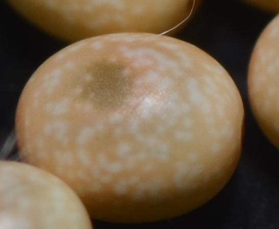 Entometa guttularis