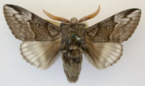 Porela homospila