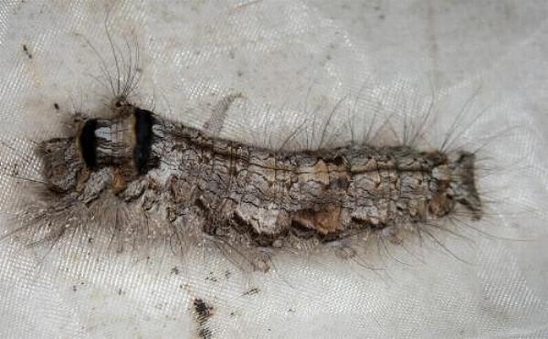 Opsirhina lechriodes