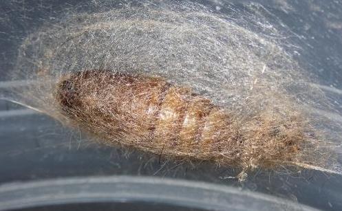 Opsirhina lechriodes