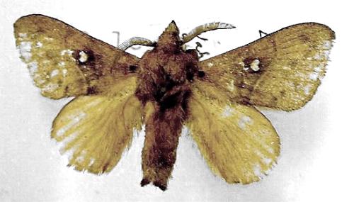 Opsirhina lechriodes