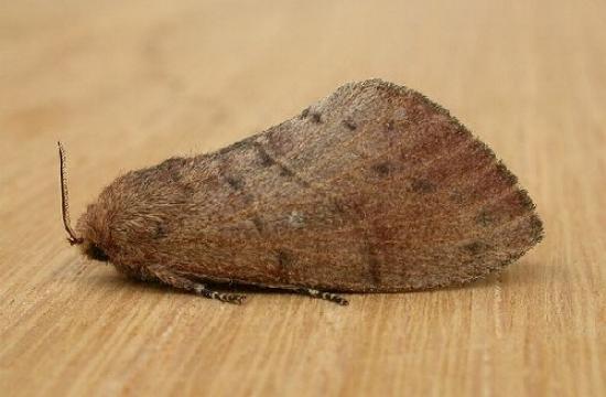 Opsirhina lechriodes