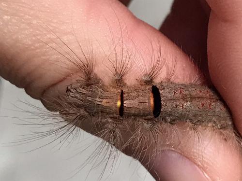 Opsirhina lechriodes