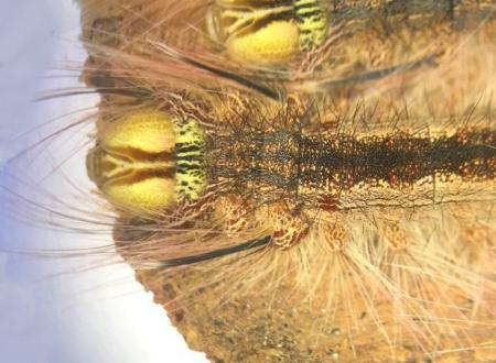Pinara metaphaea