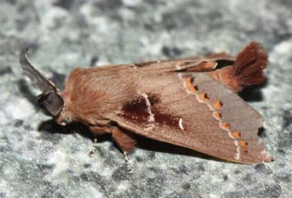 Pinara metaphaea