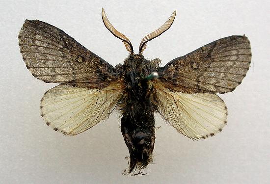 Porela notodontina