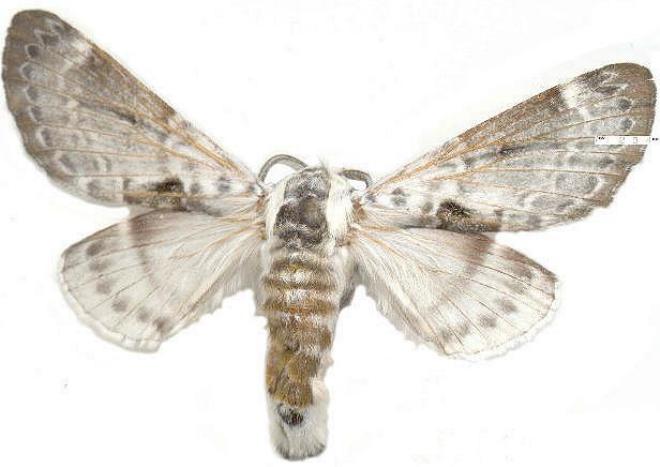Genduara pinnalis