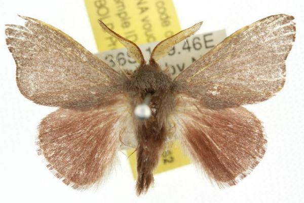 Anastrolos porphyrica