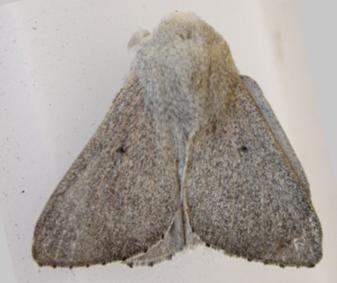 Symphyta psaropis