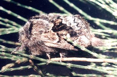 Pernattia pusilla