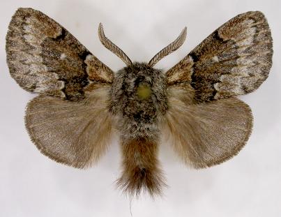 Pernattia pusilla