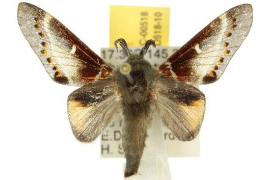 Pinara sesioides