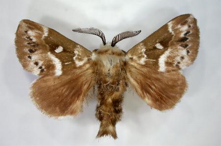 Porela subfasciata