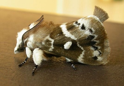 Porela subfasciata