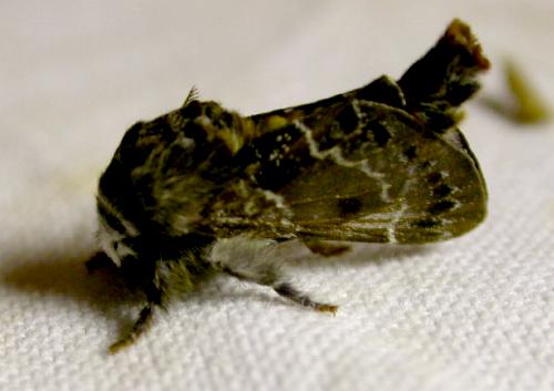 Genduara subnotata