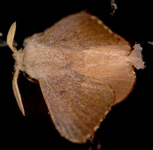 Pararguda tephropsis