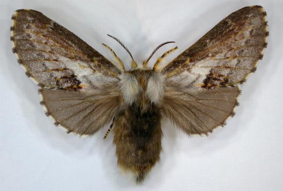 Porela vetusta