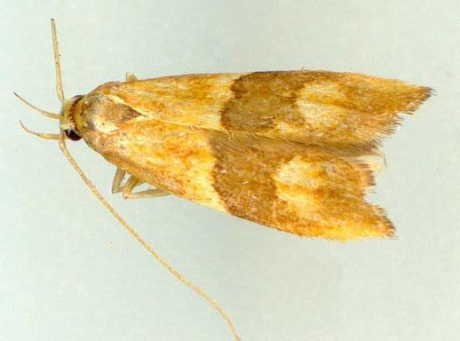 Crocanthes halurga