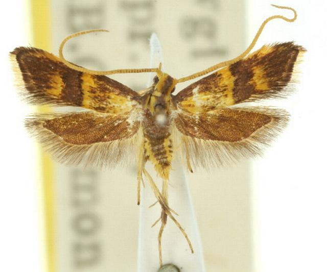 Crocanthes halurga