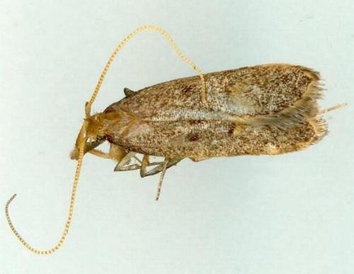 Lecithocera imprudens