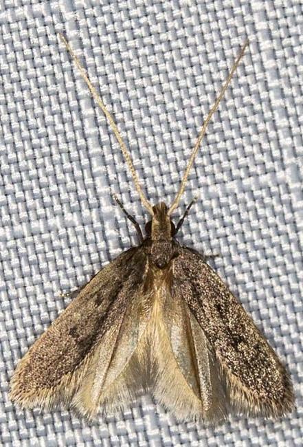 Lecithocera imprudens