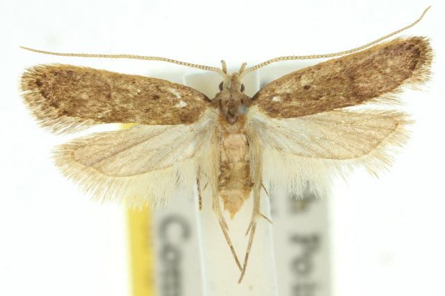 Lecithocera imprudens