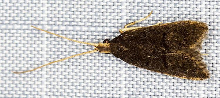 Cophomantella lychnocentra