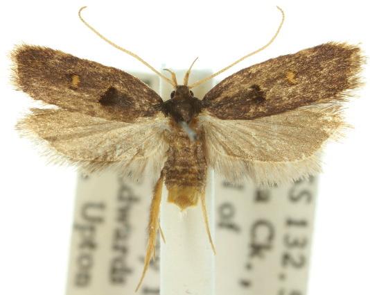 Cophomantella lychnocentra