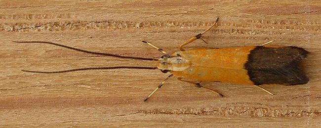 Crocanthes micradelpha