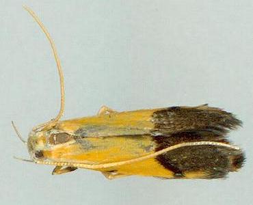 Crocanthes micradelpha