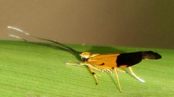 Crocanthes micradelpha