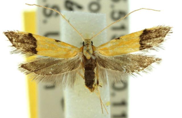 Crocanthes micradelpha