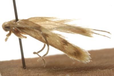Oecia oecophila