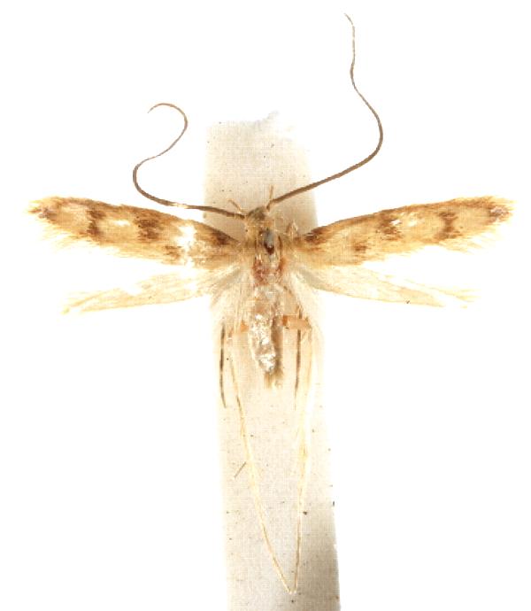 Oecia oecophila
