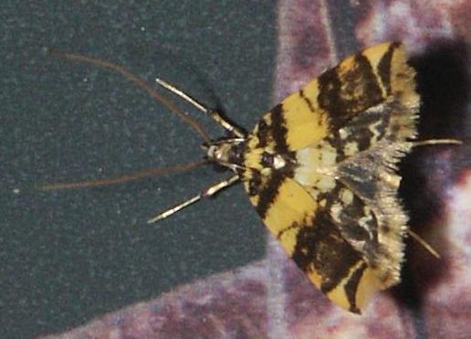 Aprosoesta pancala